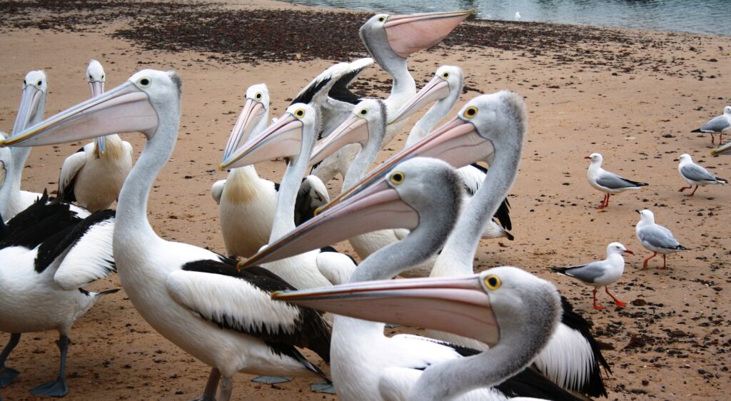 Feeding pelicans is one of the best things to do in San Remo, Victoria