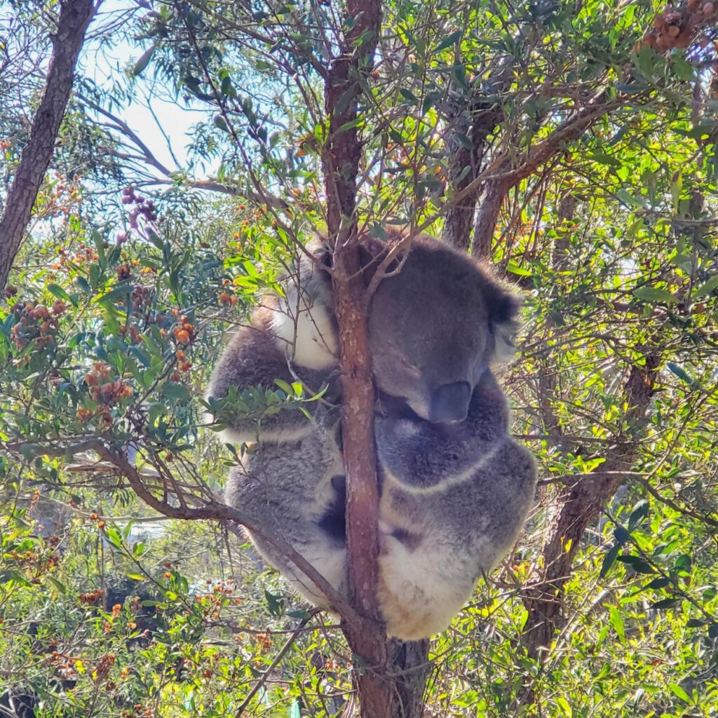 Koala Conservation Centre, Phillip Island