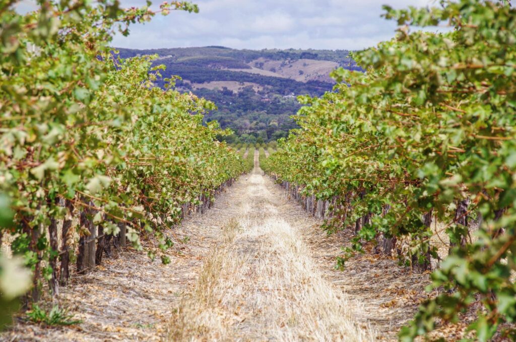 Winery in Australia