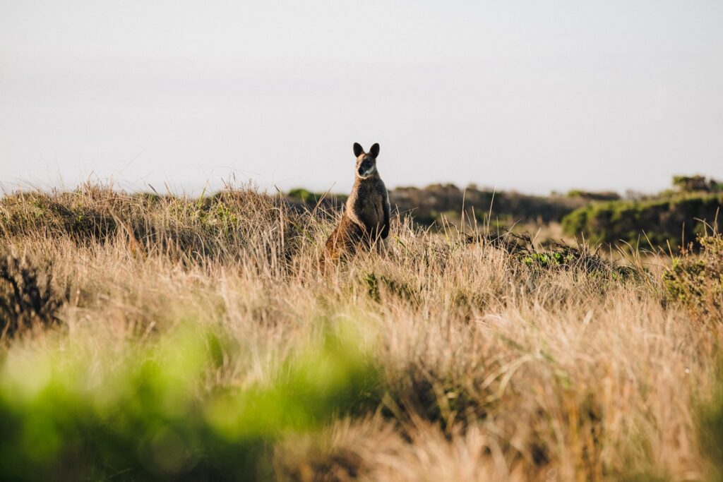 Kangaroo on Phillip Island, Victoria